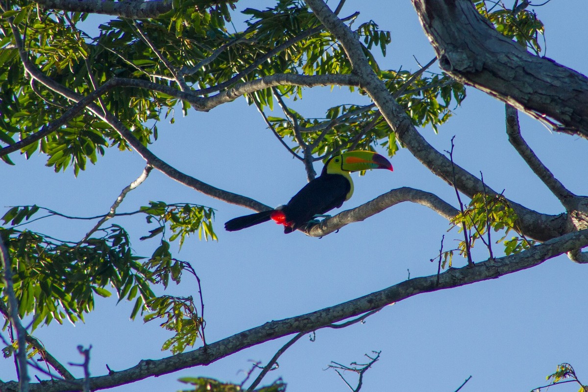 Keel-billed Toucan - ML638534698