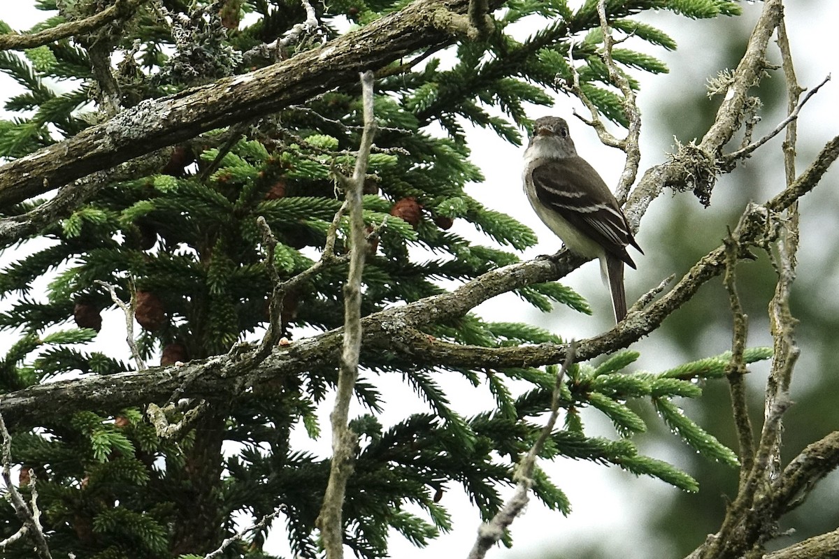 Least Flycatcher - ML638534699