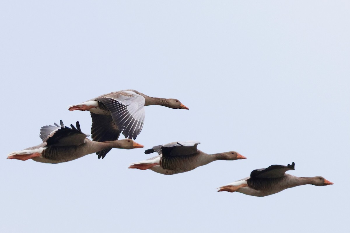 Graylag Goose - ML638534700