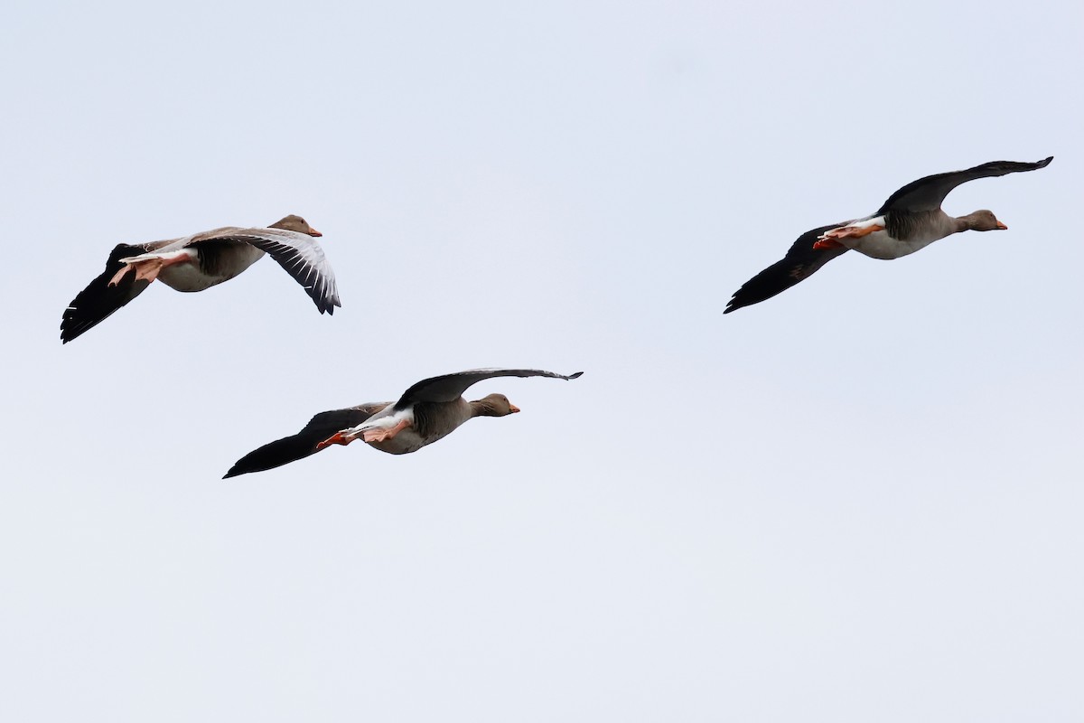 Graylag Goose - ML638534701