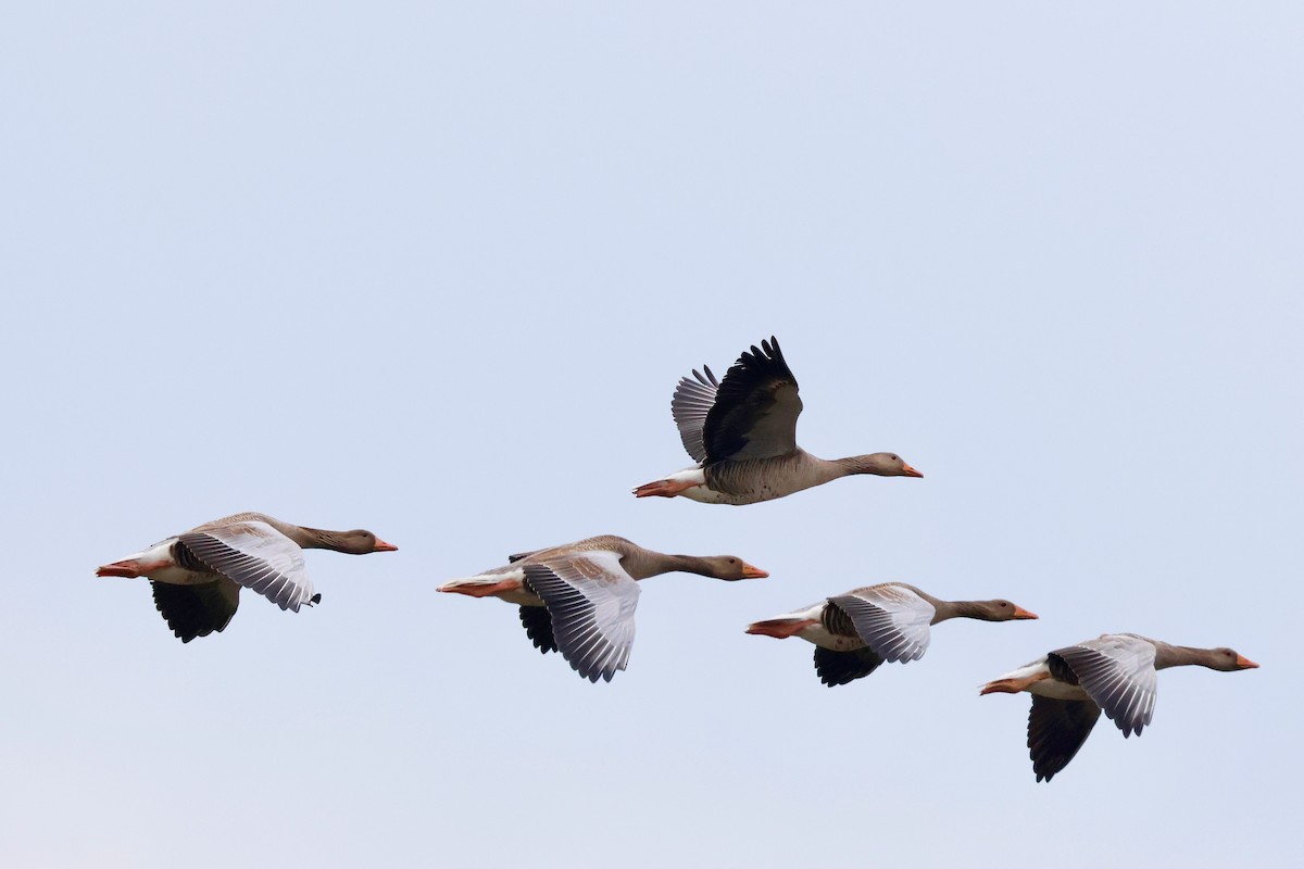 Graylag Goose - ML638534702