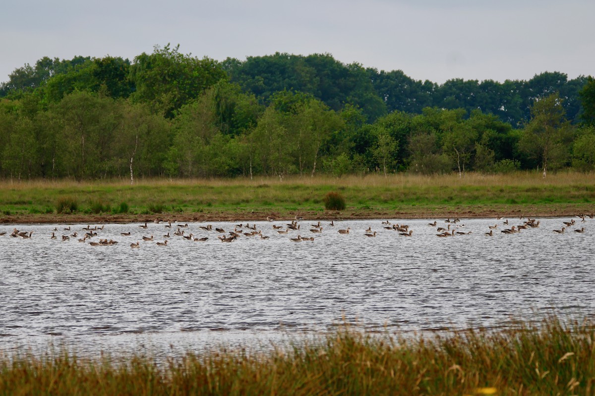 Graylag Goose - ML638534703