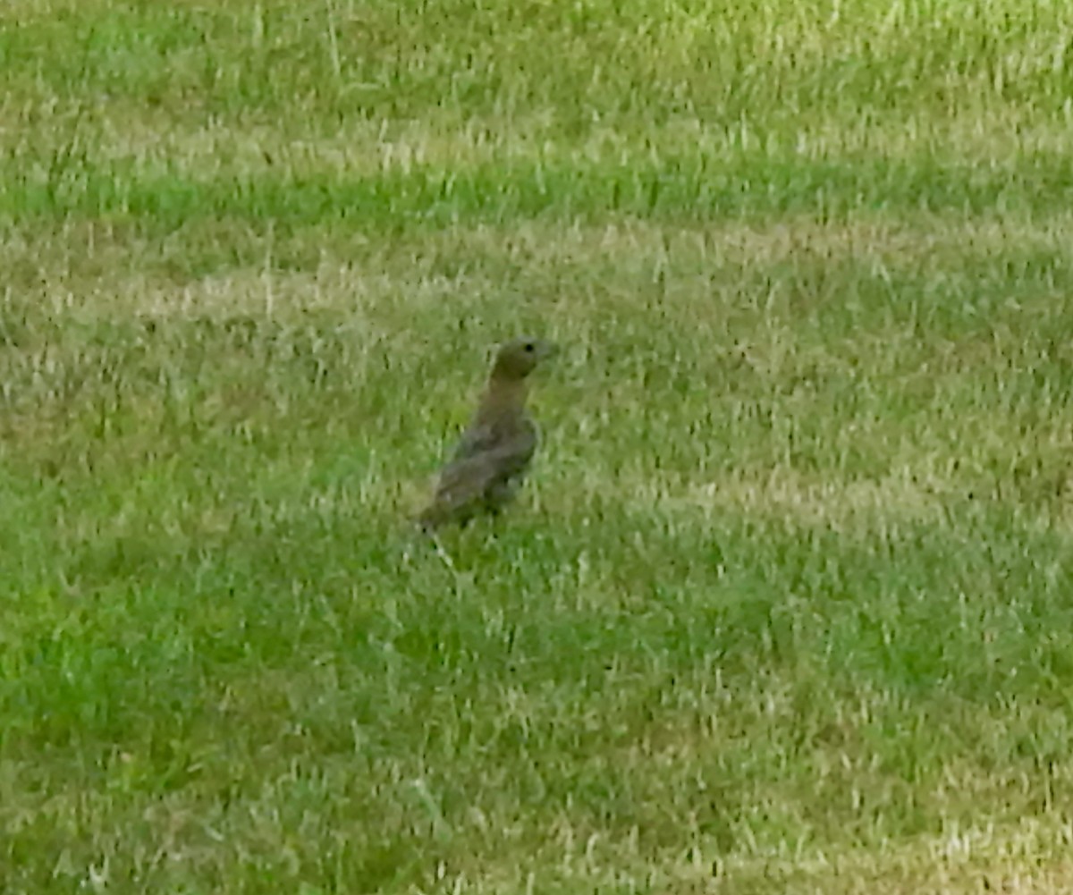 Brown-headed Cowbird - ML638534704