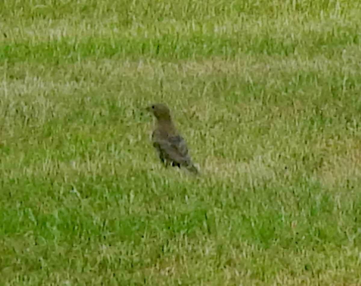 Brown-headed Cowbird - ML638534705