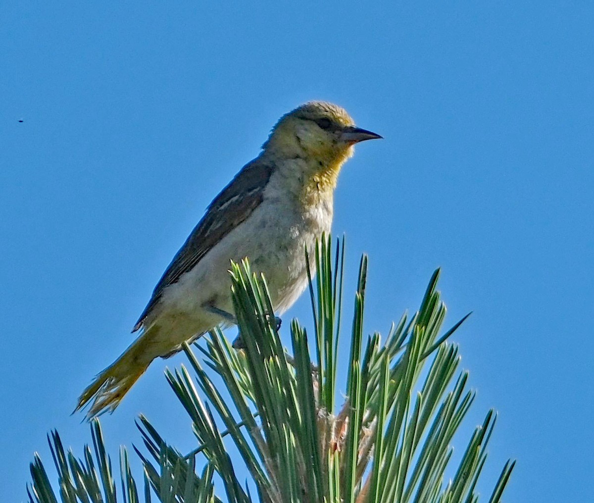 Bullock's Oriole - ML638534706