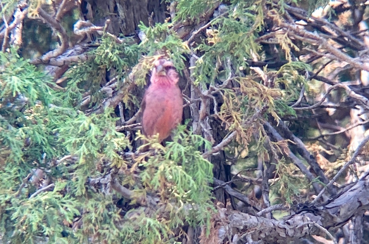 Blyth's Rosefinch - ML638534707