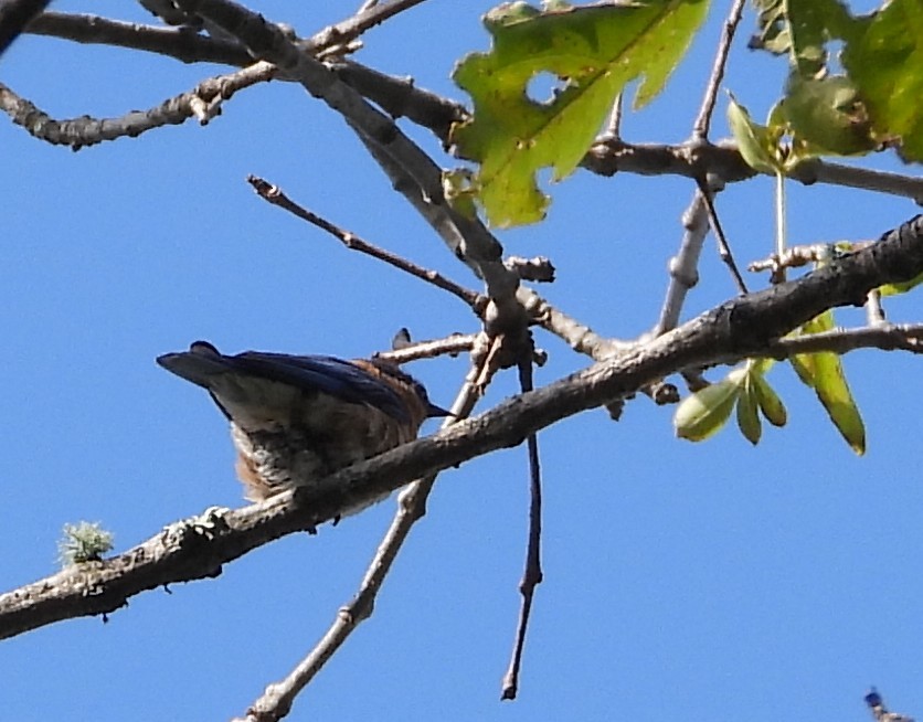 Eastern Bluebird - ML638534710