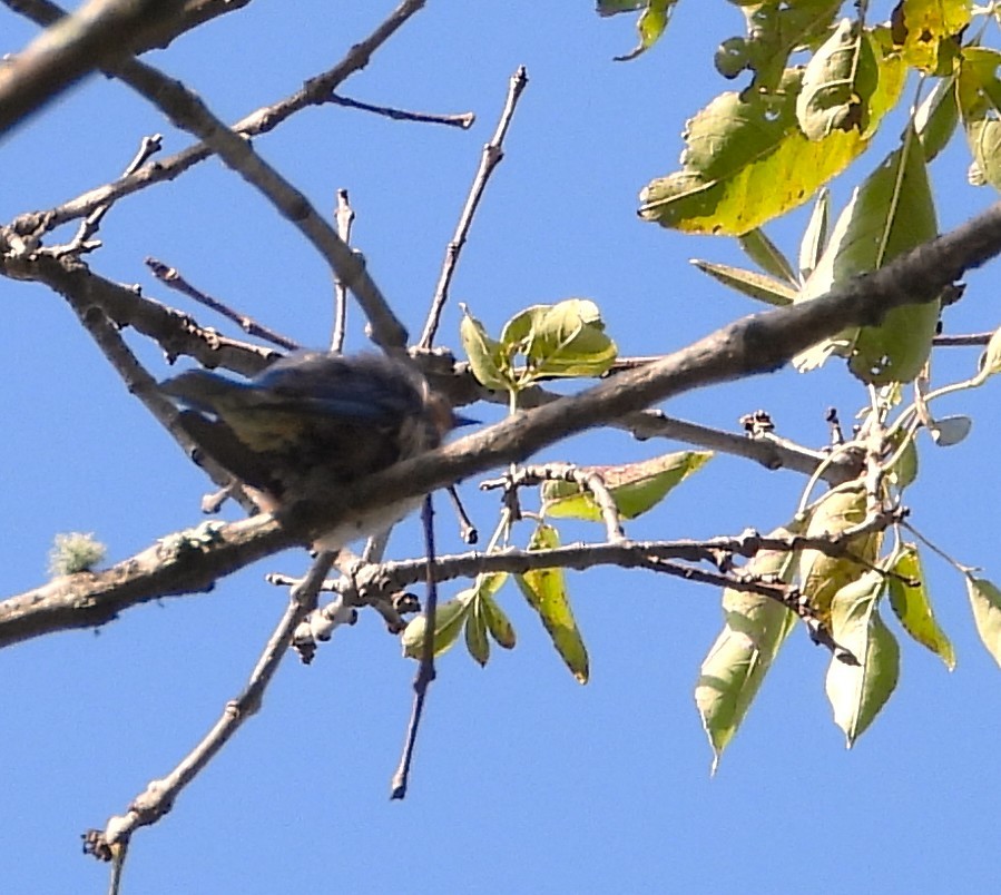 Eastern Bluebird - ML638534712
