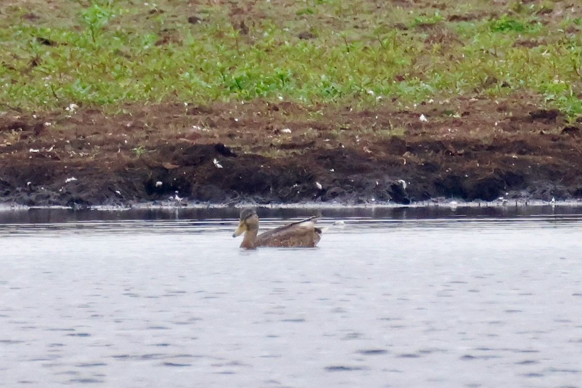 Gadwall - ML638534716