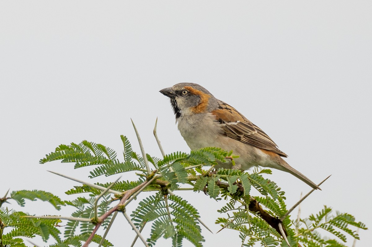 Kenya Rufous Sparrow - ML638534719