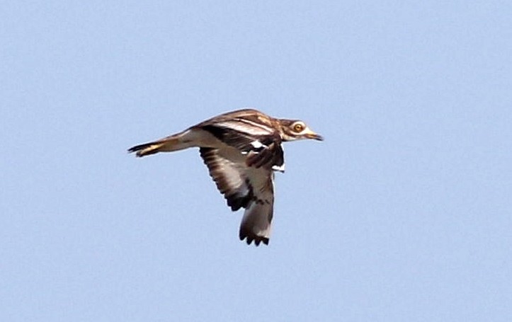 Eurasian Thick-knee - ML638534721