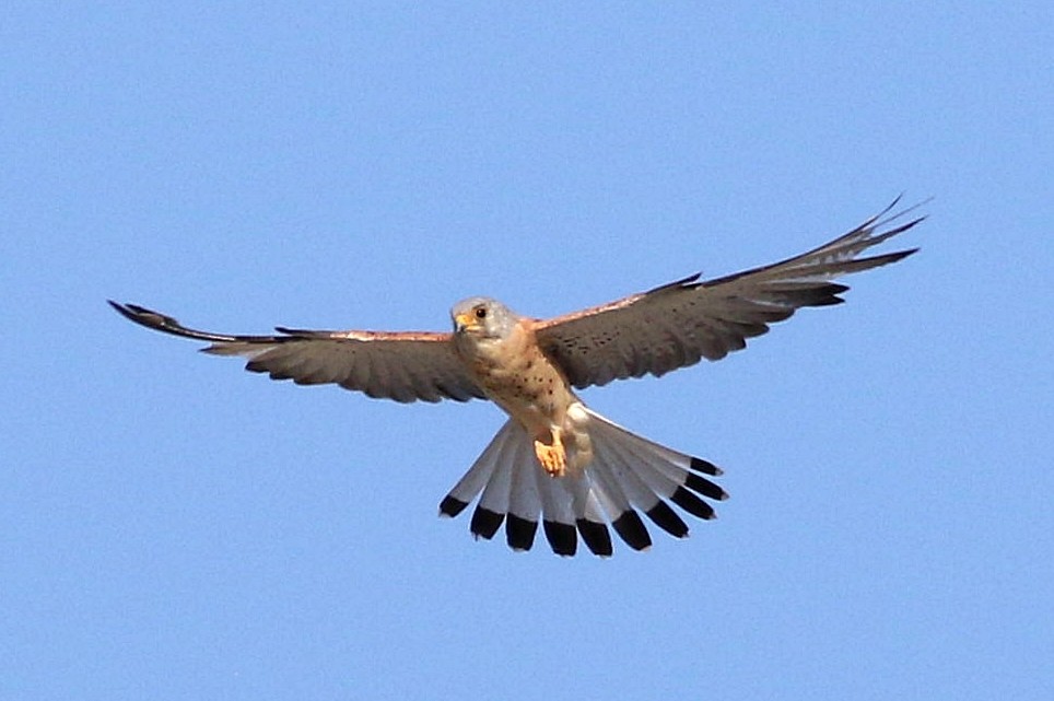 Lesser Kestrel - ML638534722