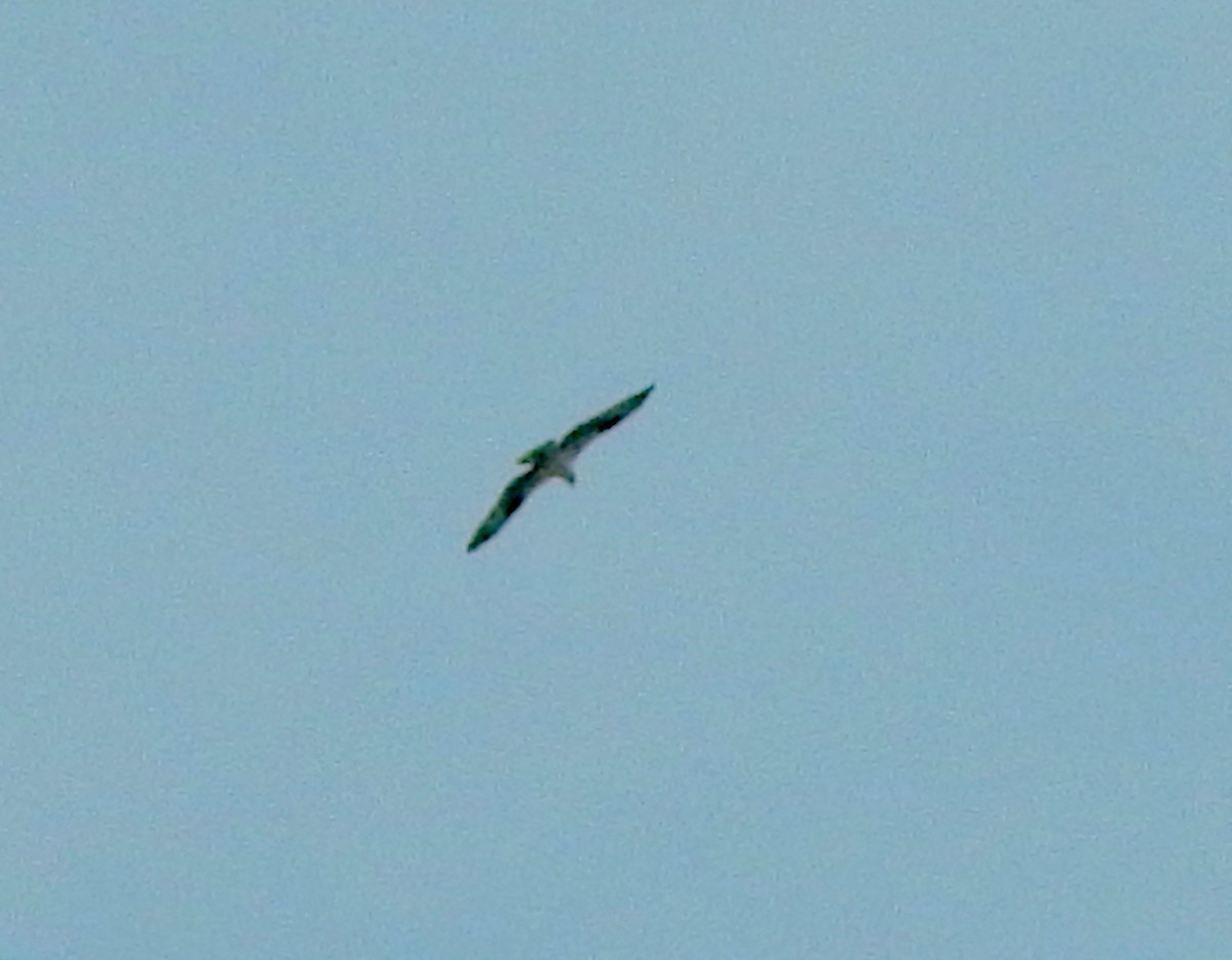Osprey (American) - ML638534725