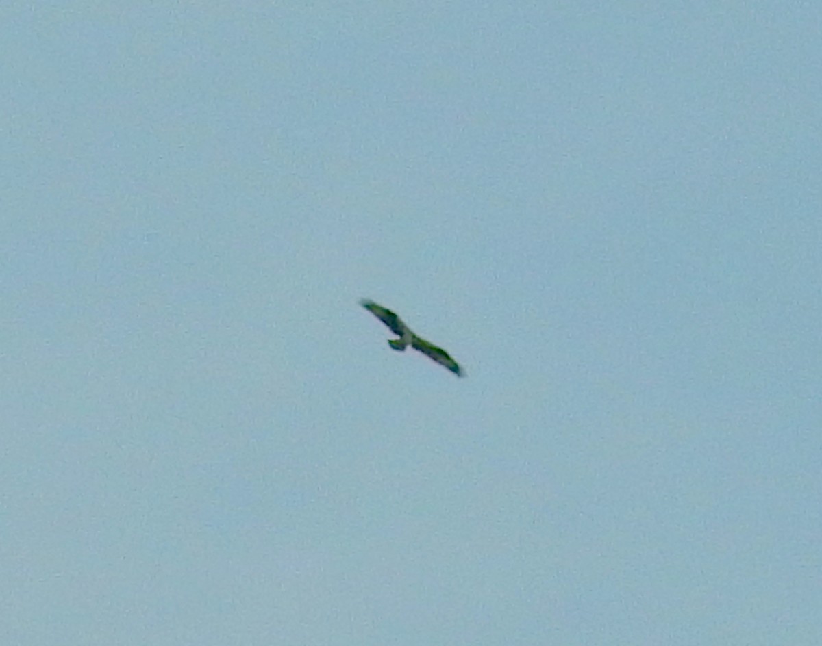 Osprey (American) - ML638534726