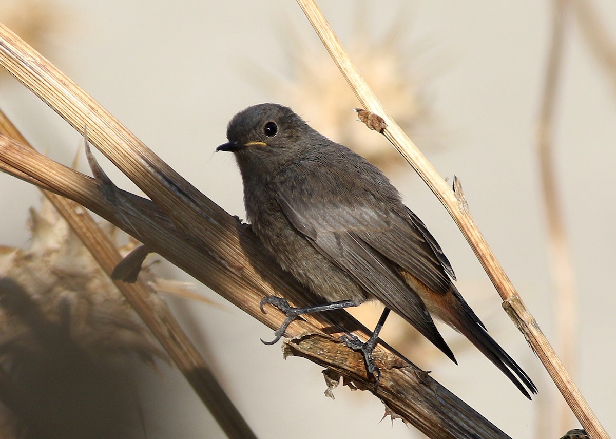 Black Redstart - ML638534733
