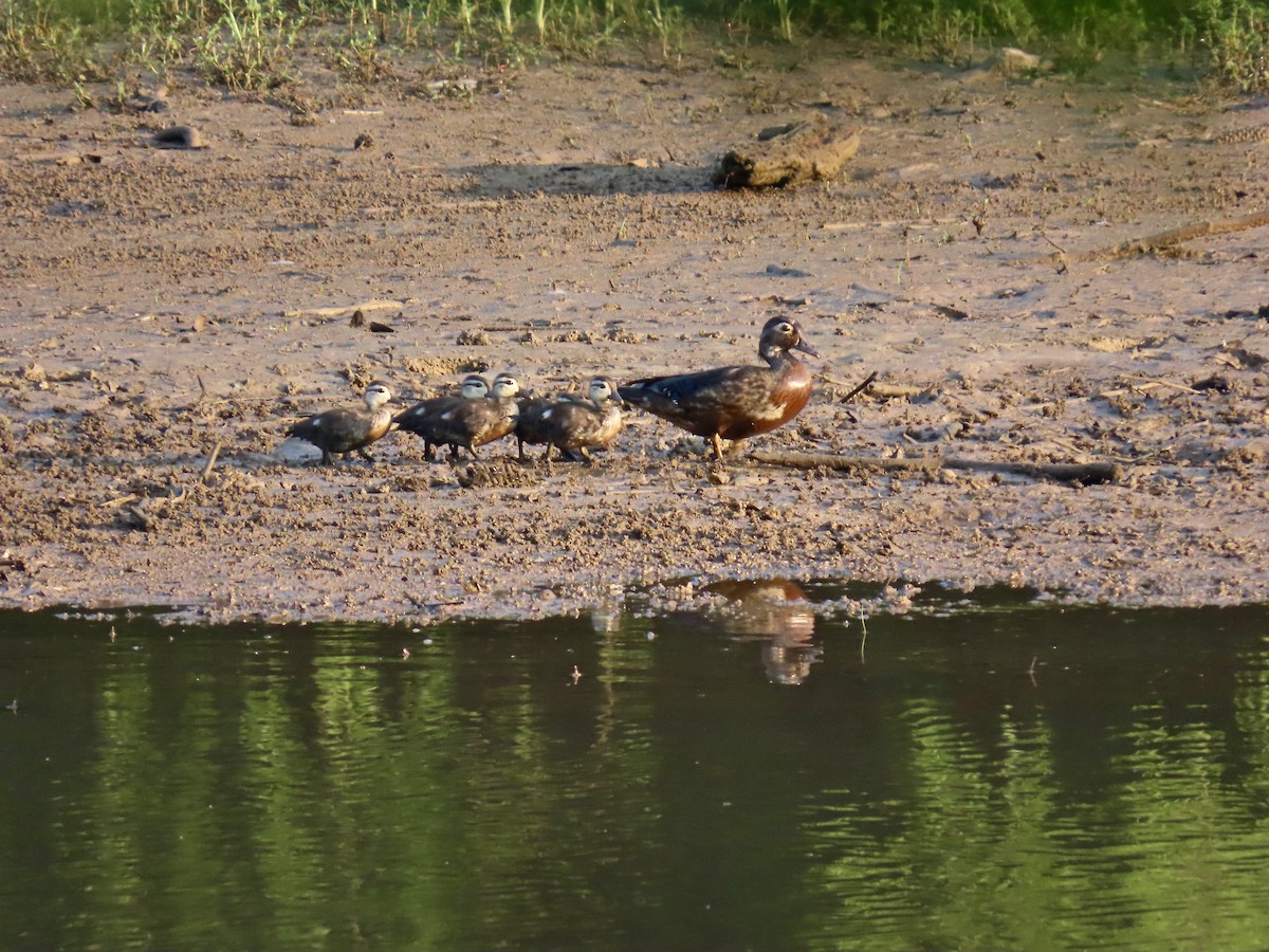 Wood Duck - ML638534736