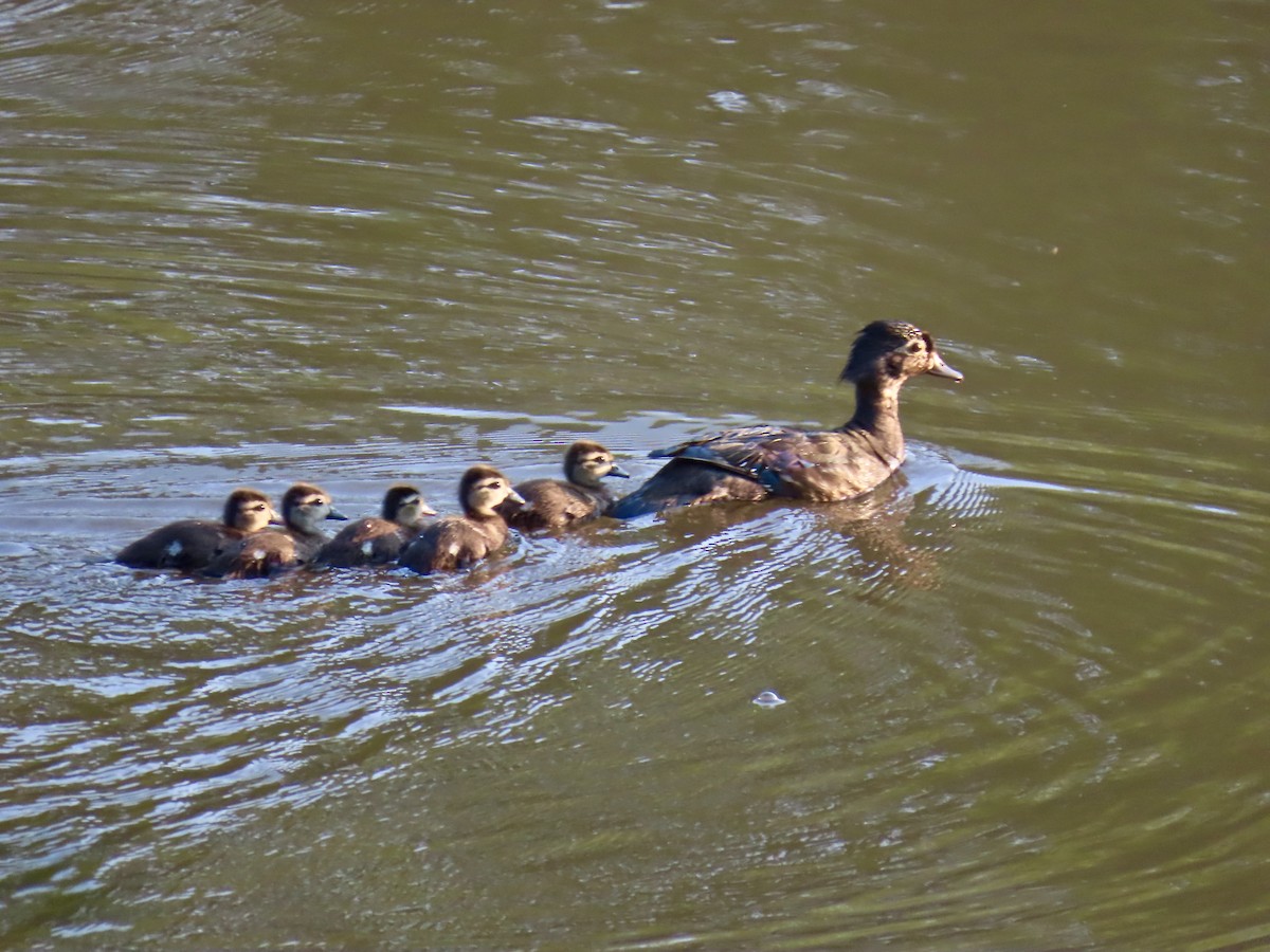 Wood Duck - ML638534737