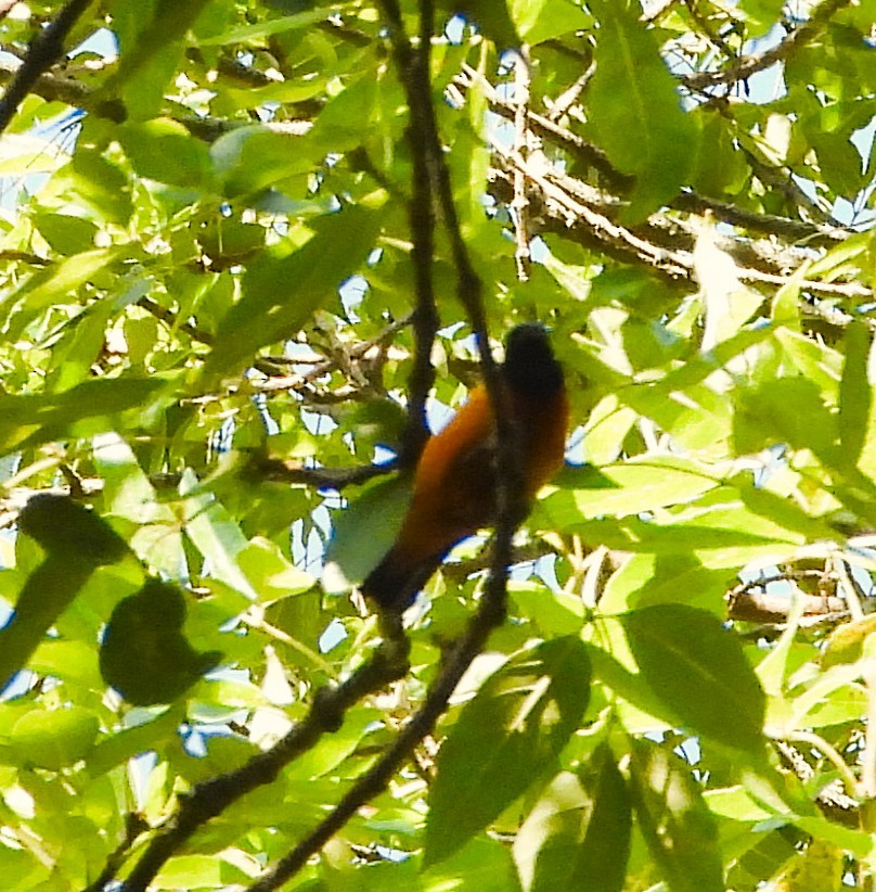 Elegant Euphonia - ML638534738