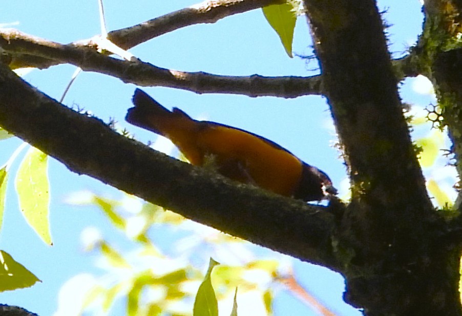 Elegant Euphonia - ML638534739