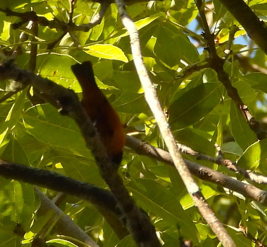 Elegant Euphonia - ML638534740