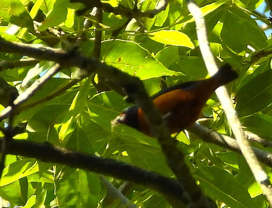 Elegant Euphonia - ML638534741