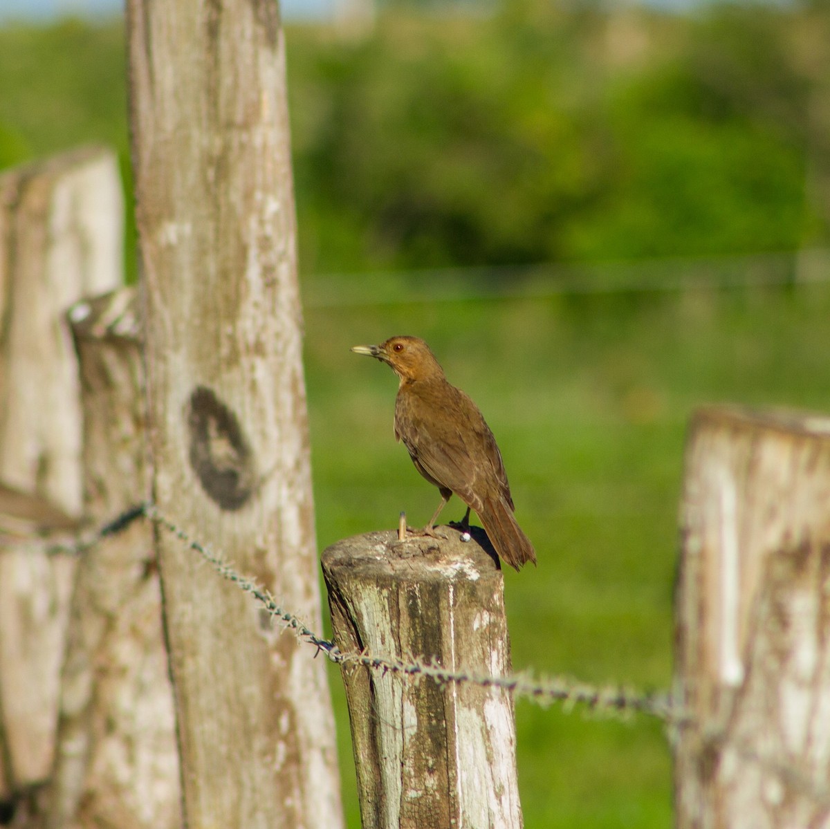 Clay-colored Thrush - ML638534745