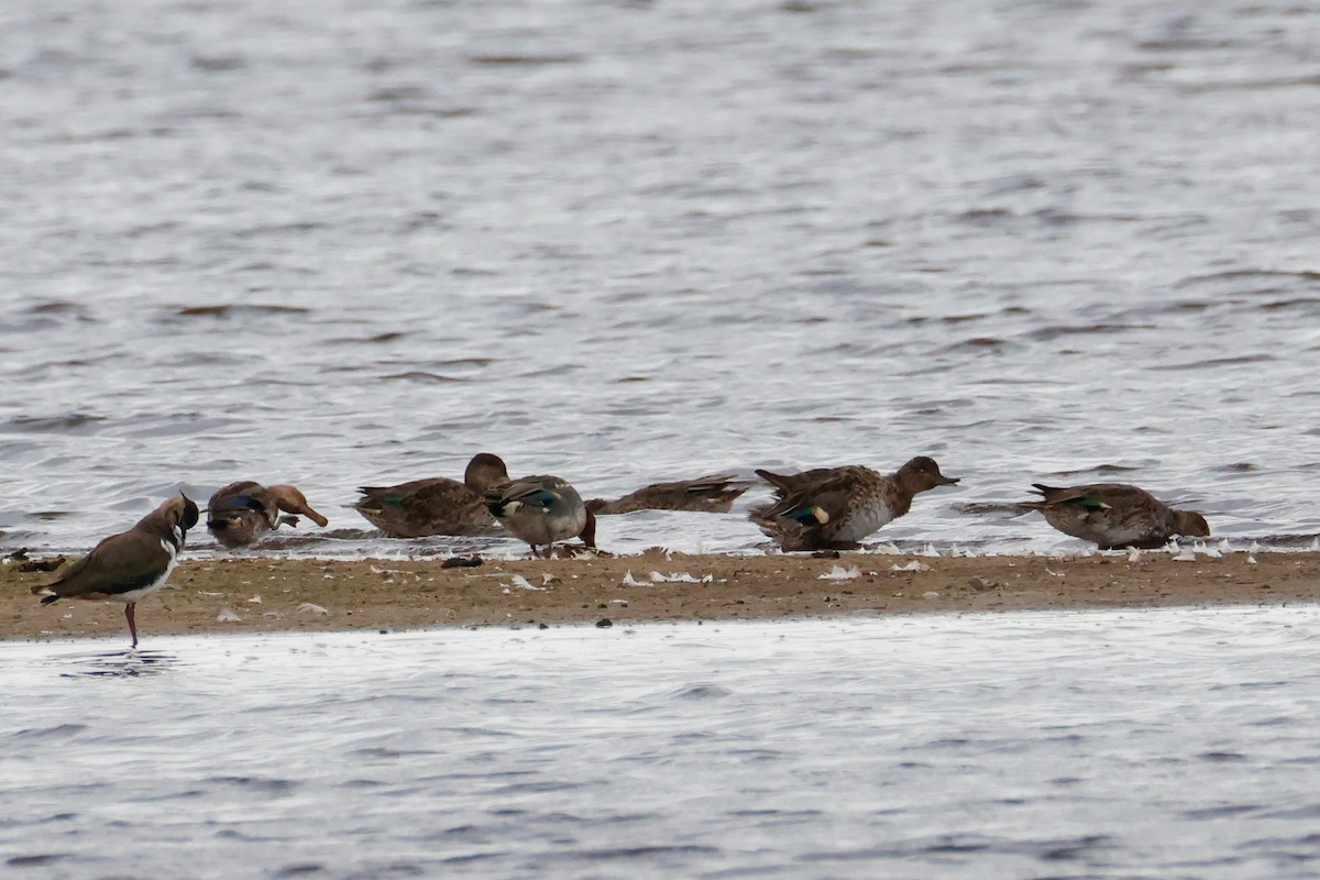 Green-winged Teal - ML638534746