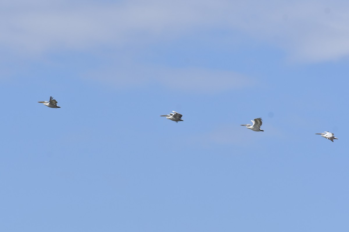 Dalmatian Pelican - ML638534748