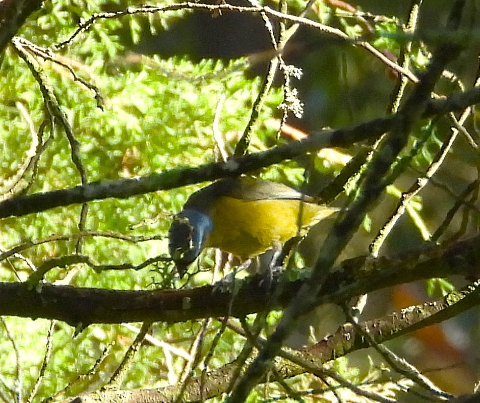 Elegant Euphonia - ML638534750