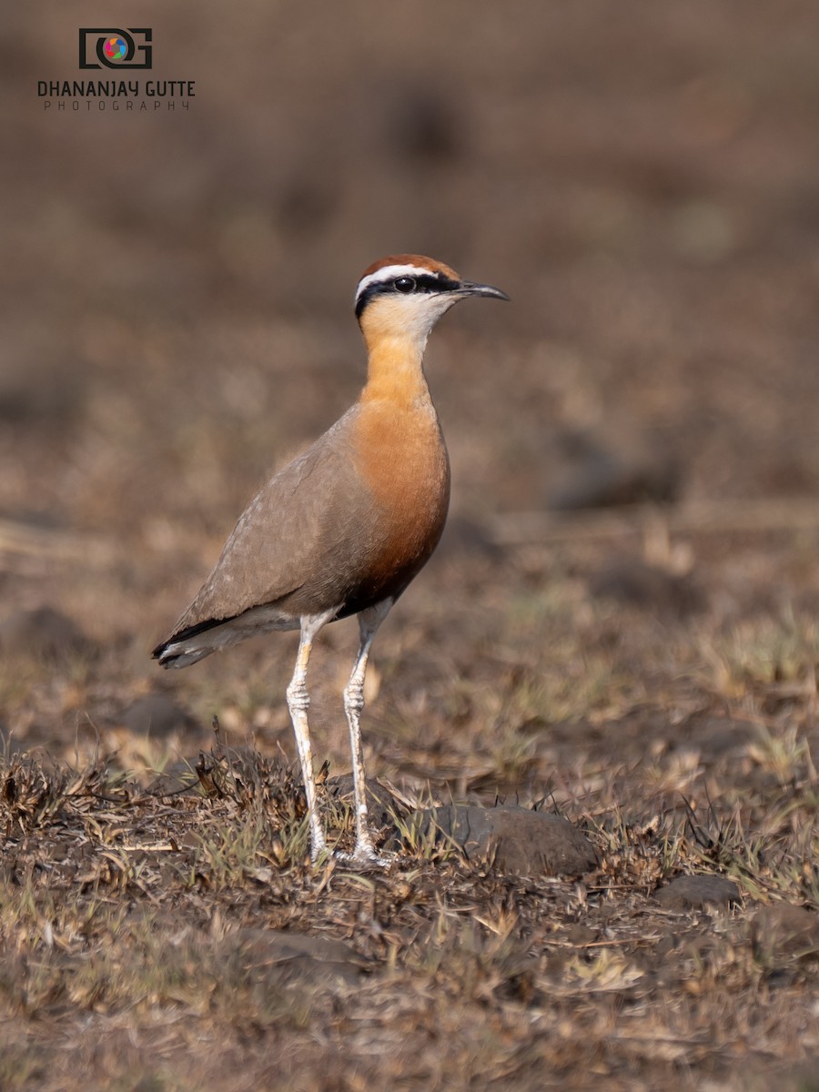 Indian Courser - ML638534754