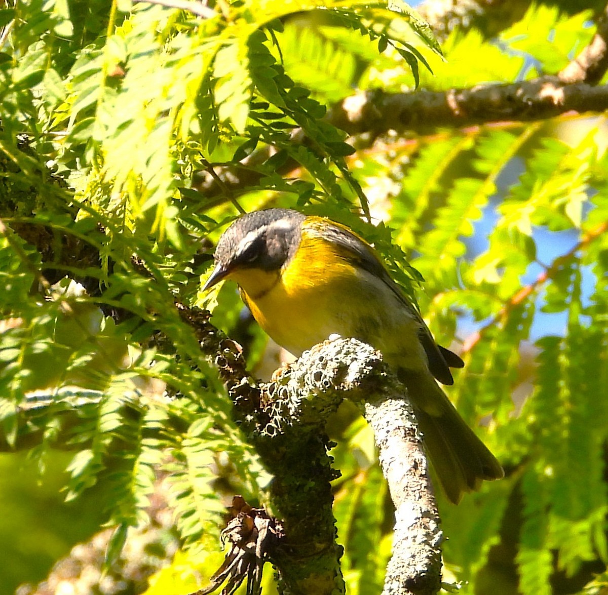 Crescent-chested Warbler - ML638534779