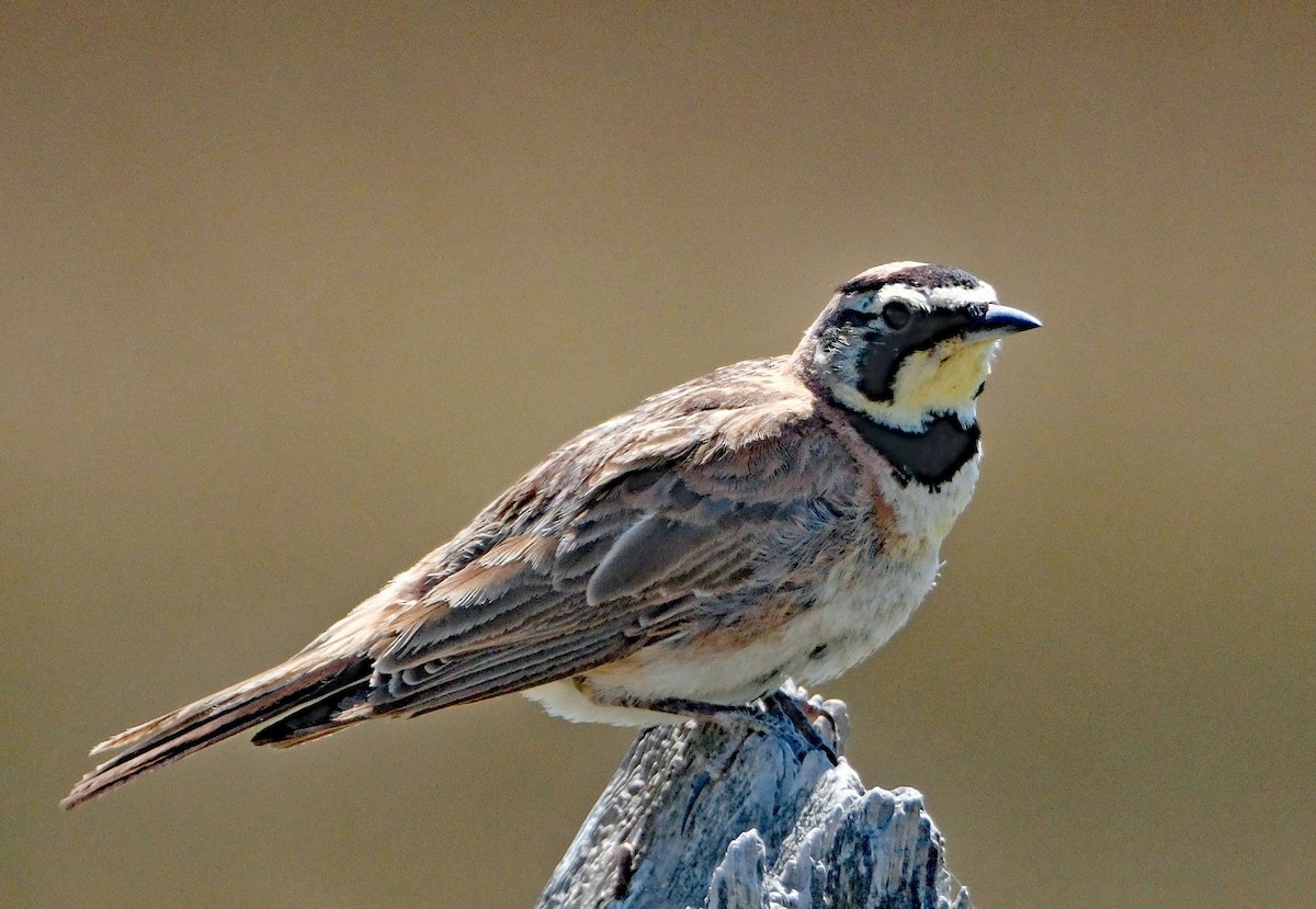 Horned Lark - ML638534781