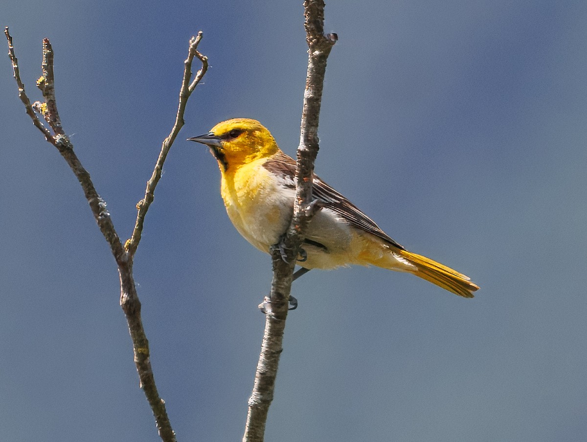 Bullock's Oriole - ML638534787