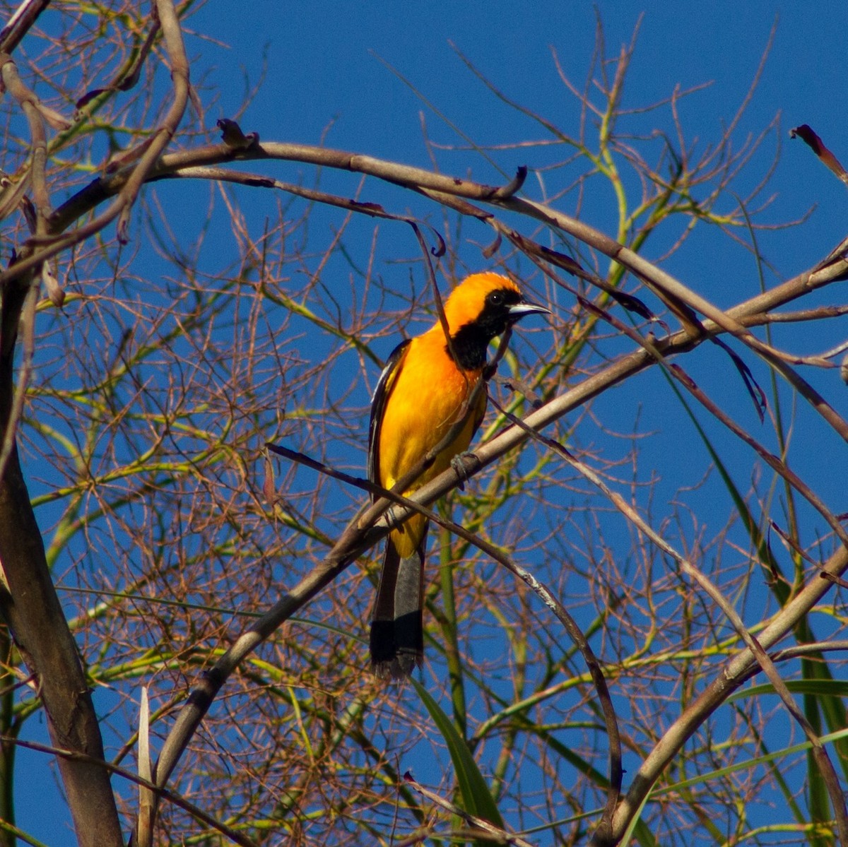 Hooded Oriole - ML638534791