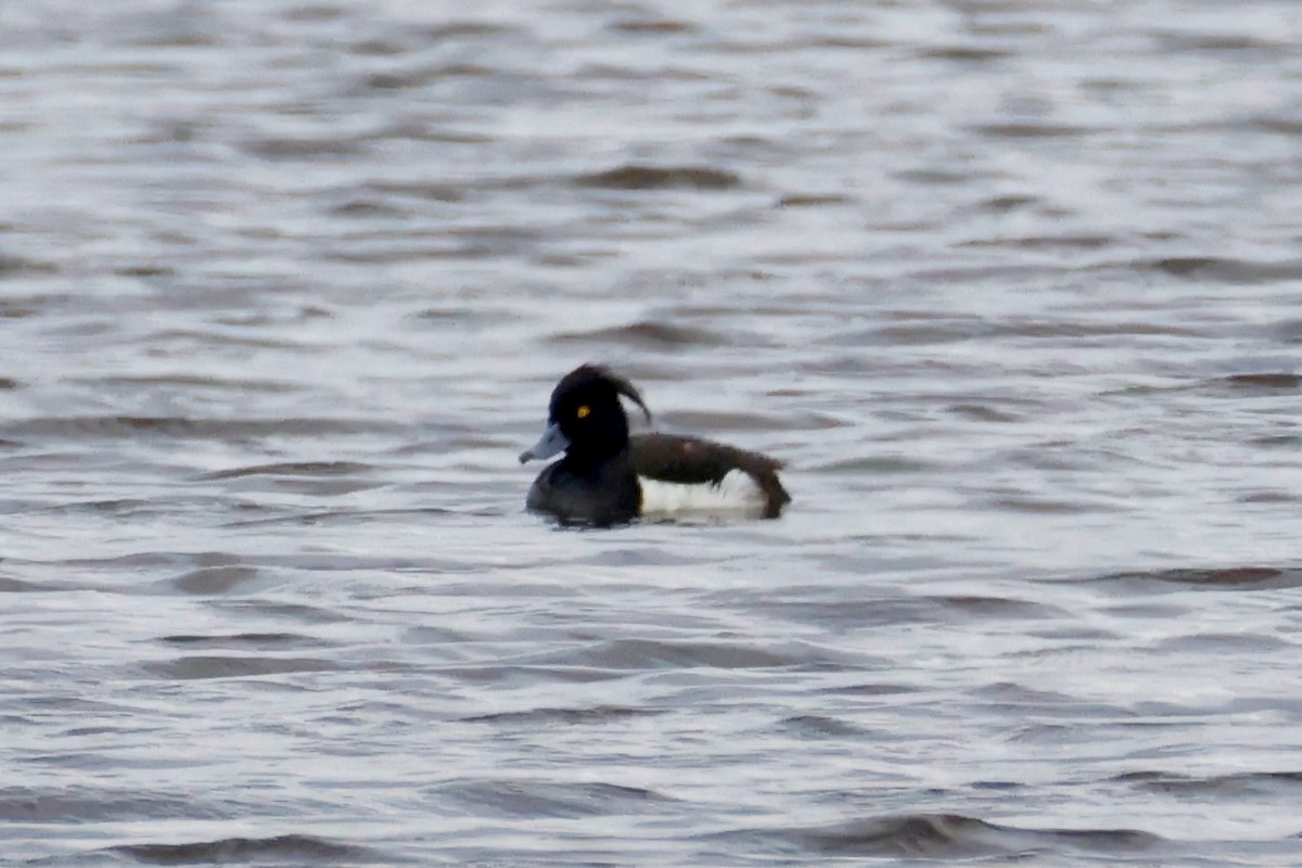 Tufted Duck - ML638534795