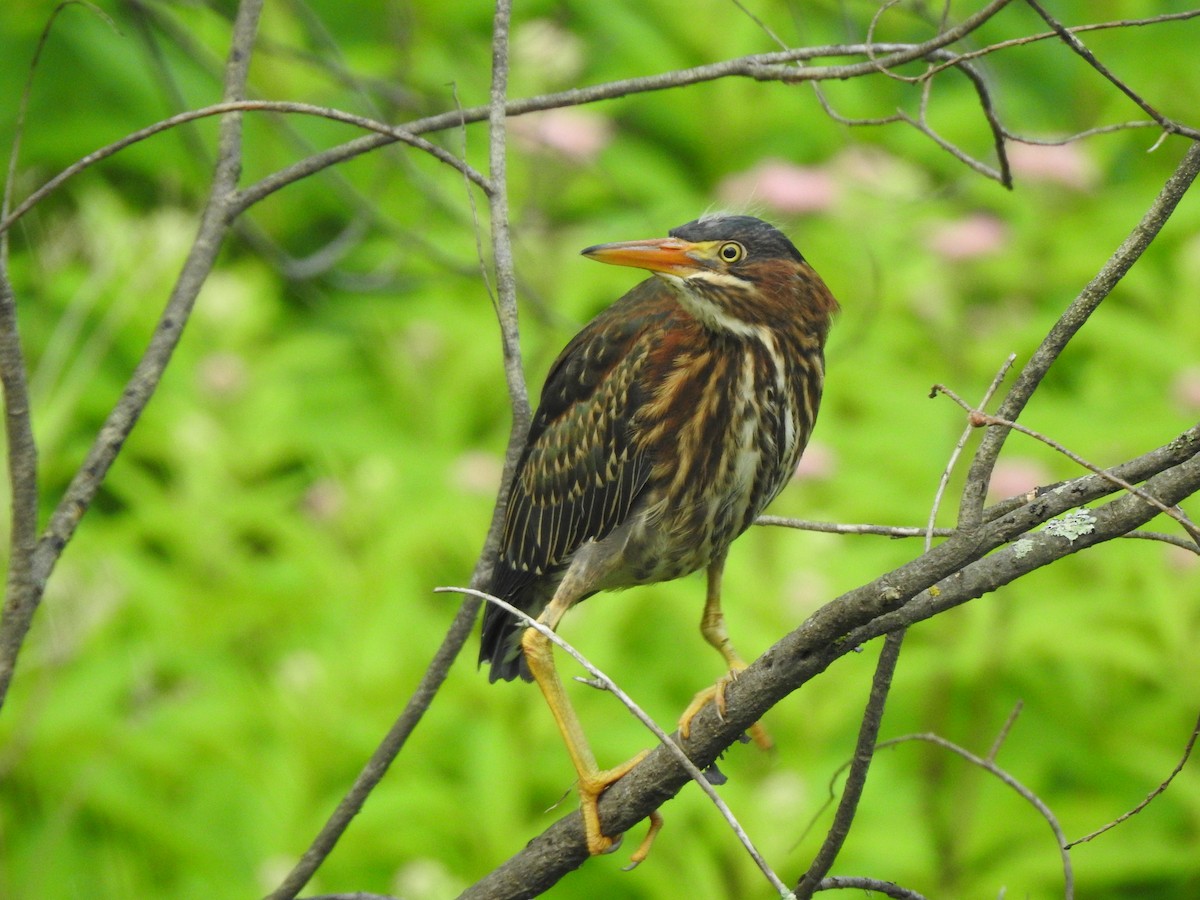 Green Heron - ML638534796