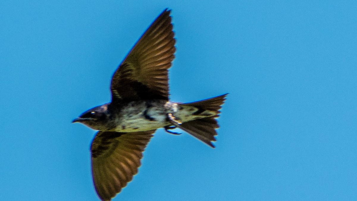 Purple Martin - ML638534797
