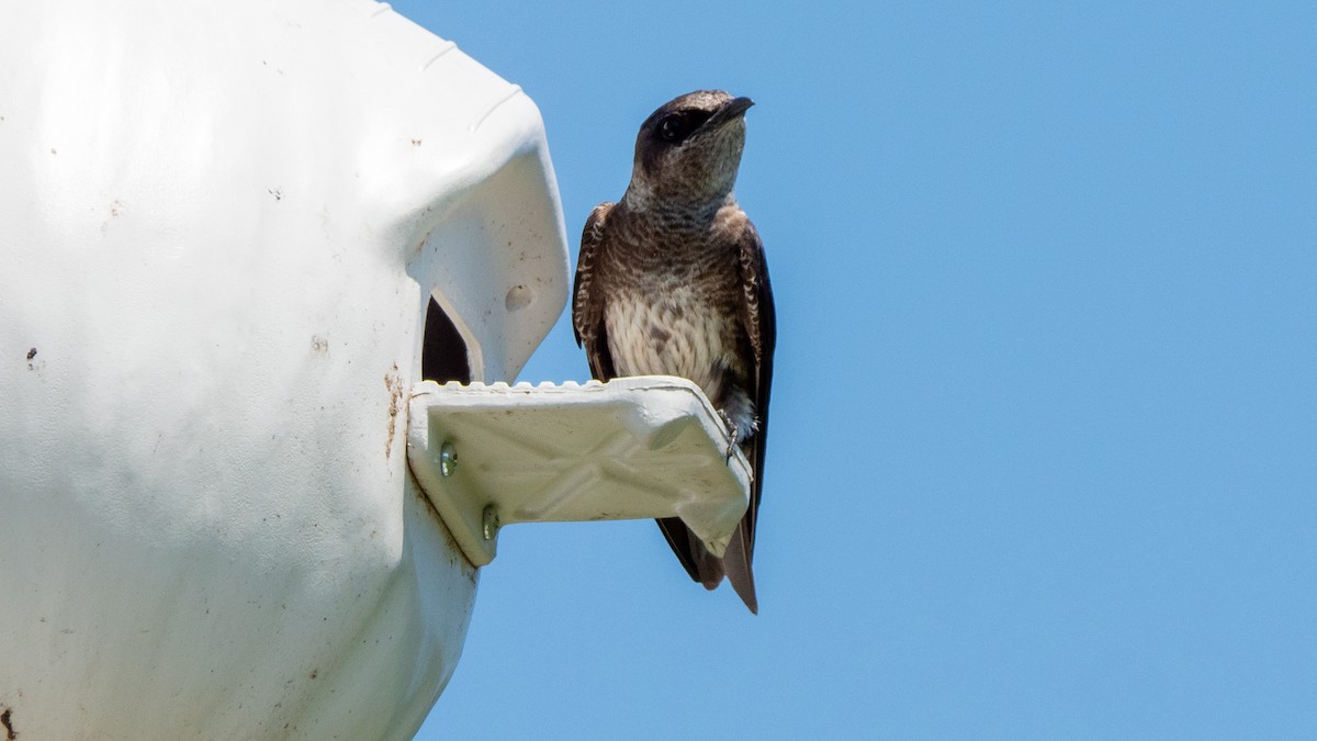 Purple Martin - ML638534798