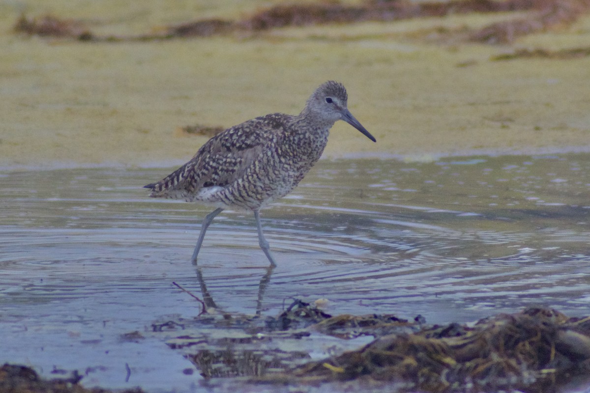Willet - ML638534804