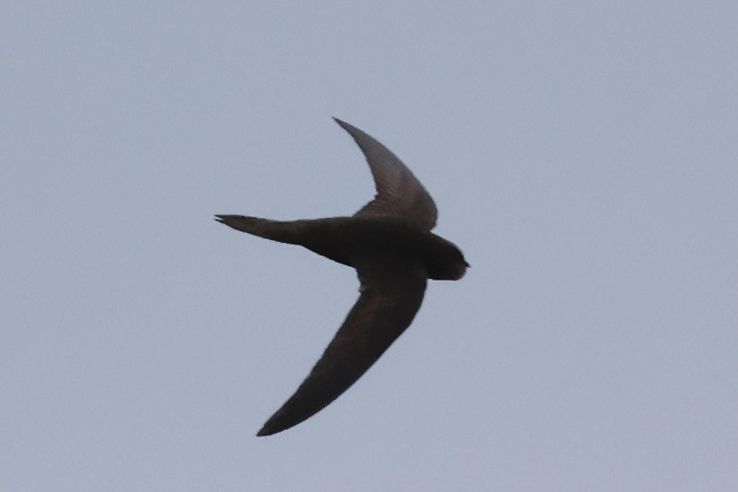 Common Swift - ML638534806