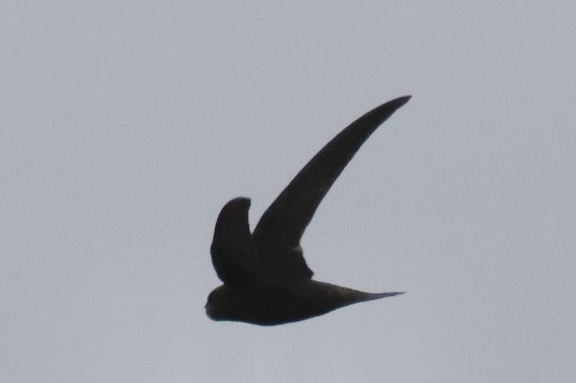 Common Swift - ML638534807