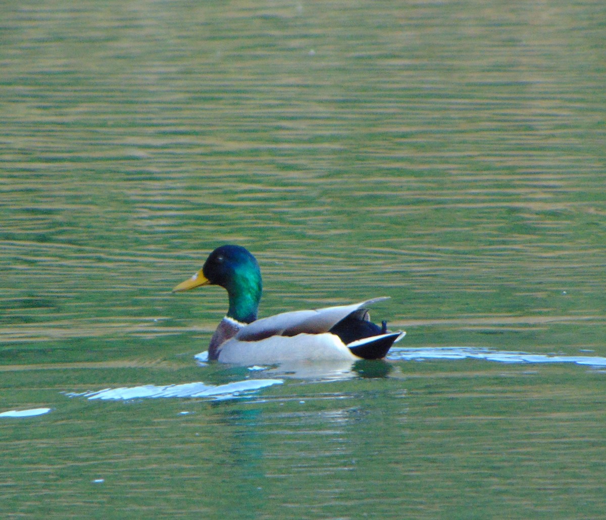 Canard colvert - ML638534810