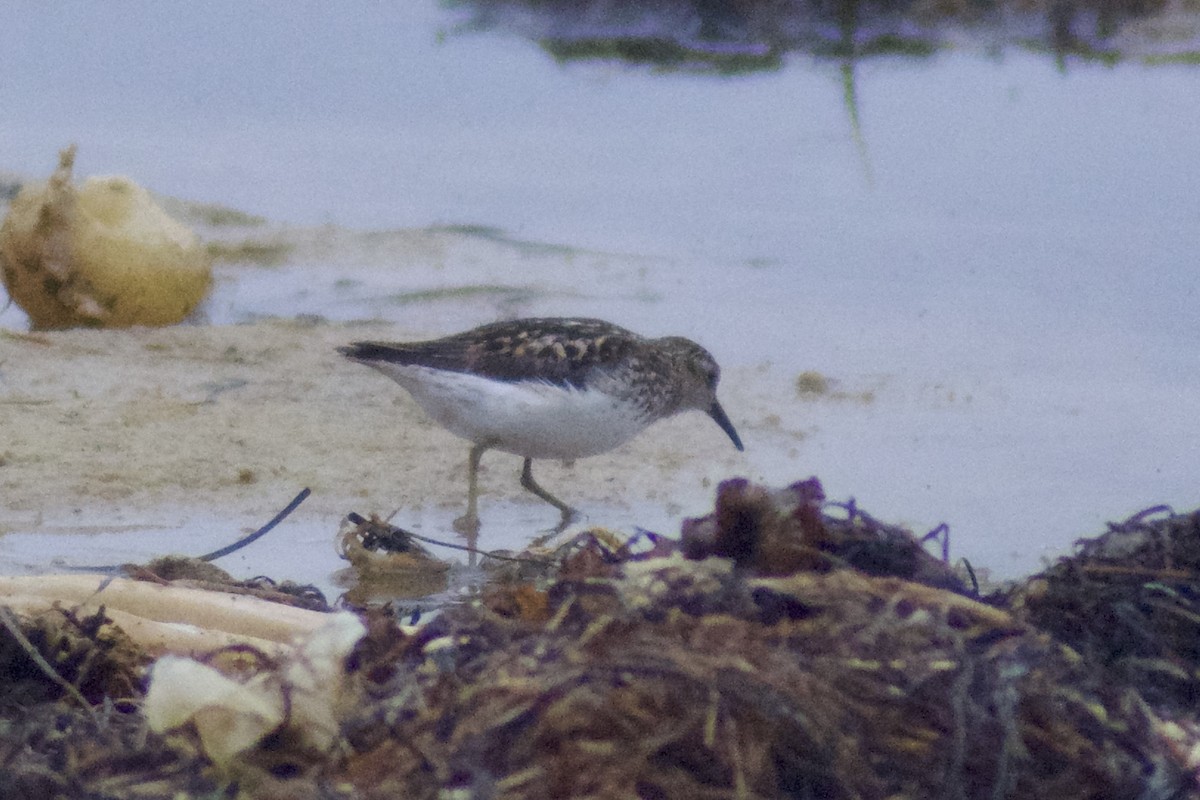 Least Sandpiper - ML638534811