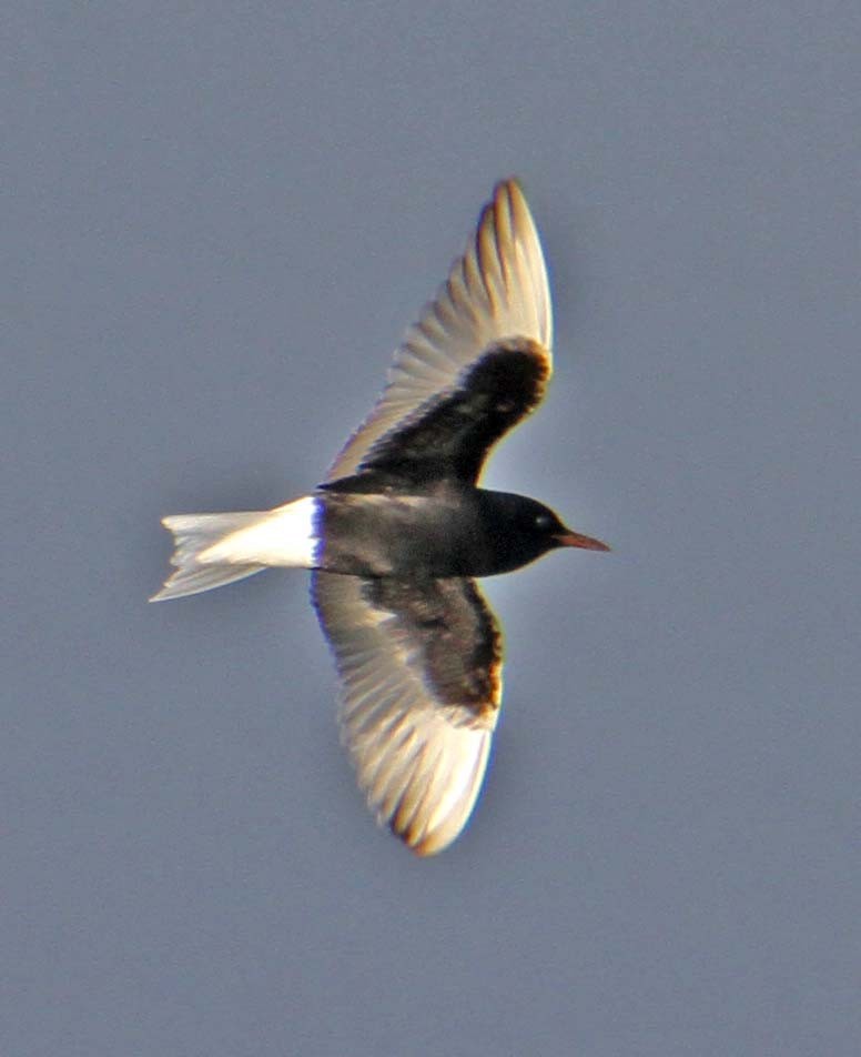 Guifette leucoptère - ML638534812