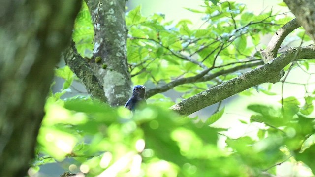 Blue-and-white Flycatcher - ML638534813