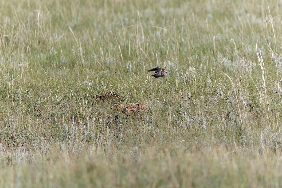 White-winged Lark - ML638534817
