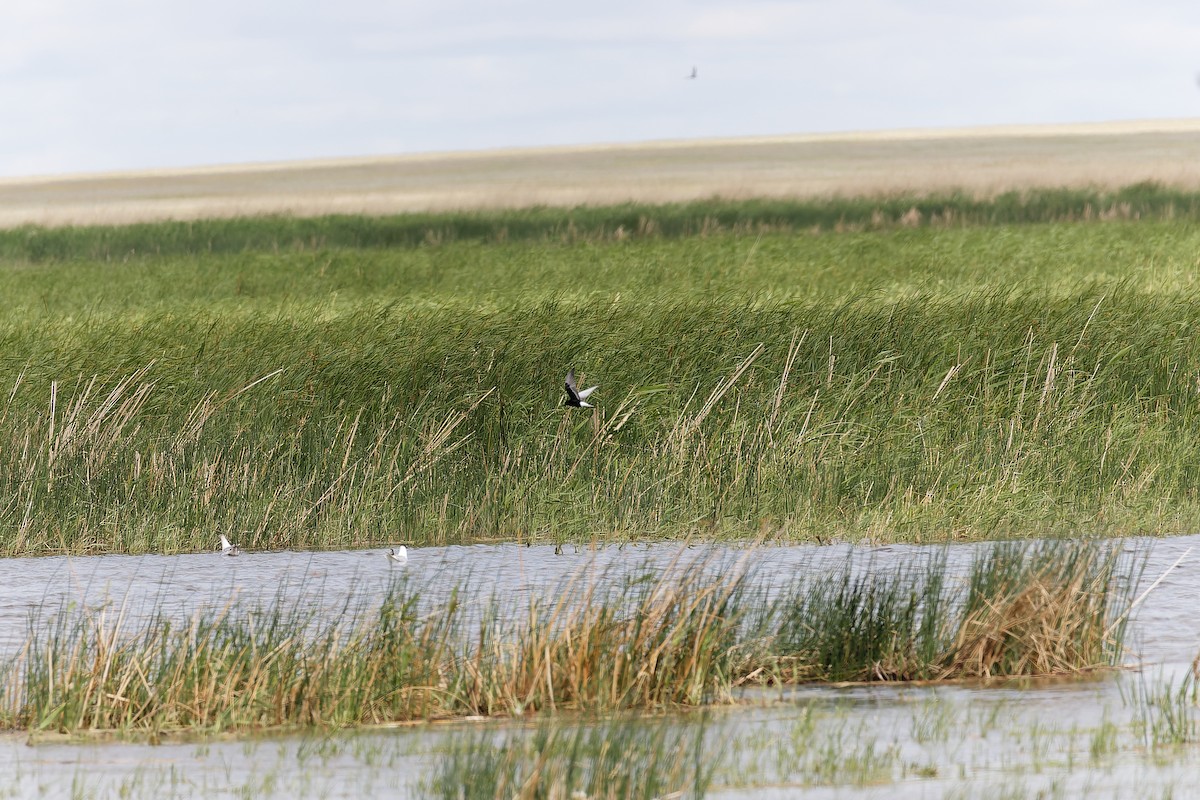 White-winged Lark - ML638534819