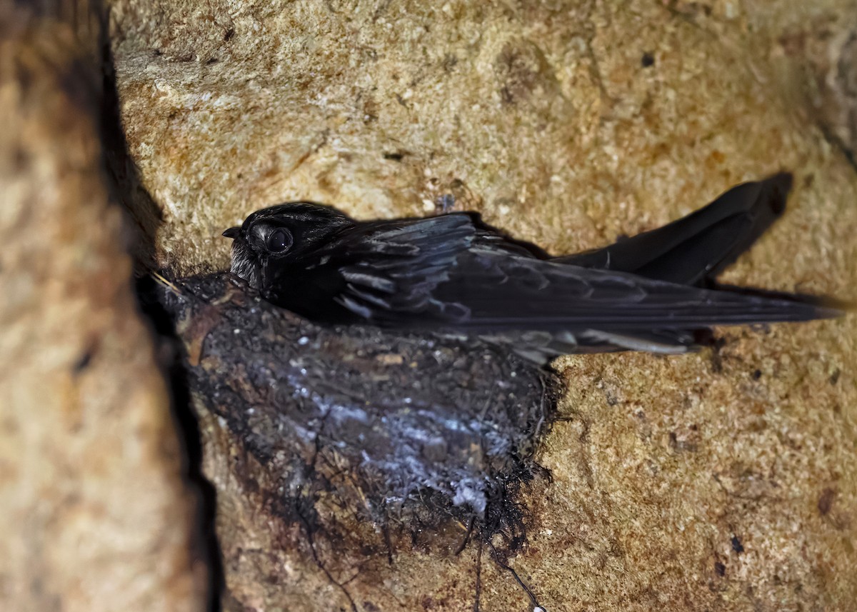 Mossy-nest Swiftlet - ML638534824