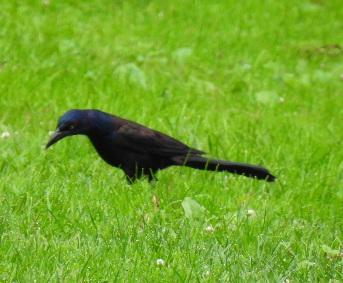 Common Grackle - ML638534825