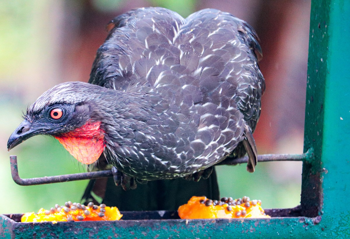 Dusky-legged Guan - ML638534826